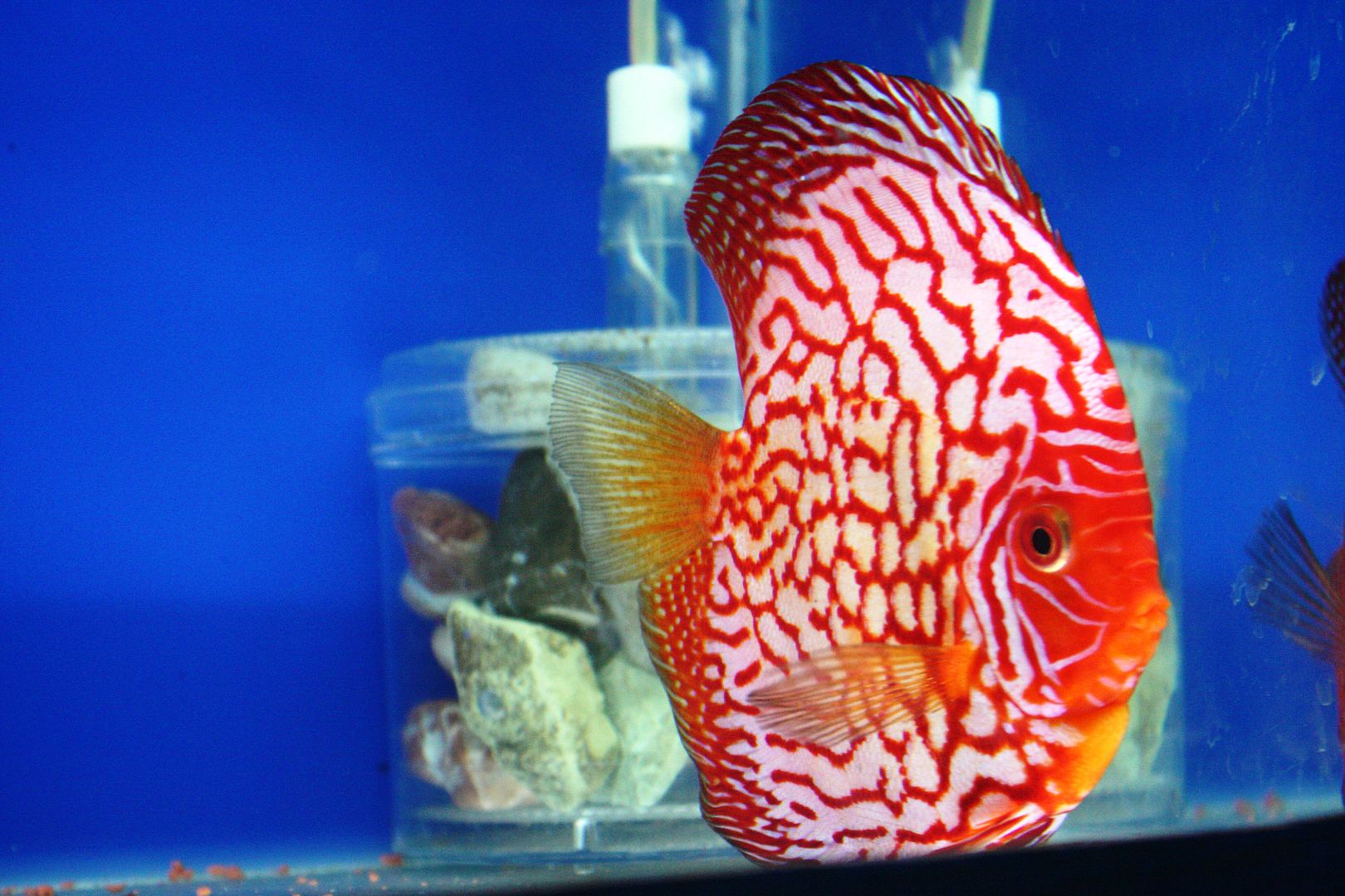 Discus Competition IPPAE2014 in Jakarta Arofanatics Fish Talk Forums